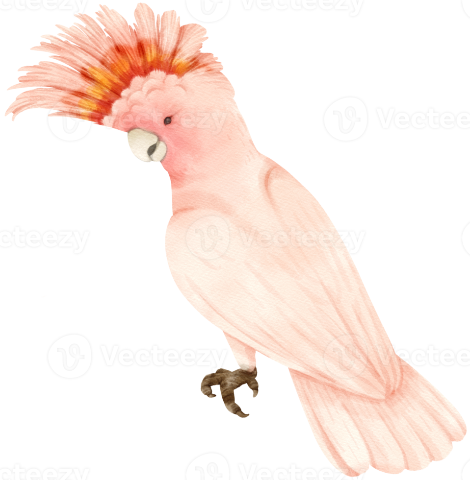 Watercolor pink cockatoo bird illustration png