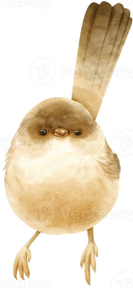 Watercolor Wren bird illustration png