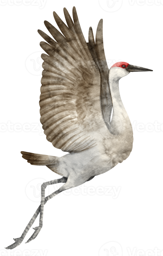 Watercolor Crane bird illustration png
