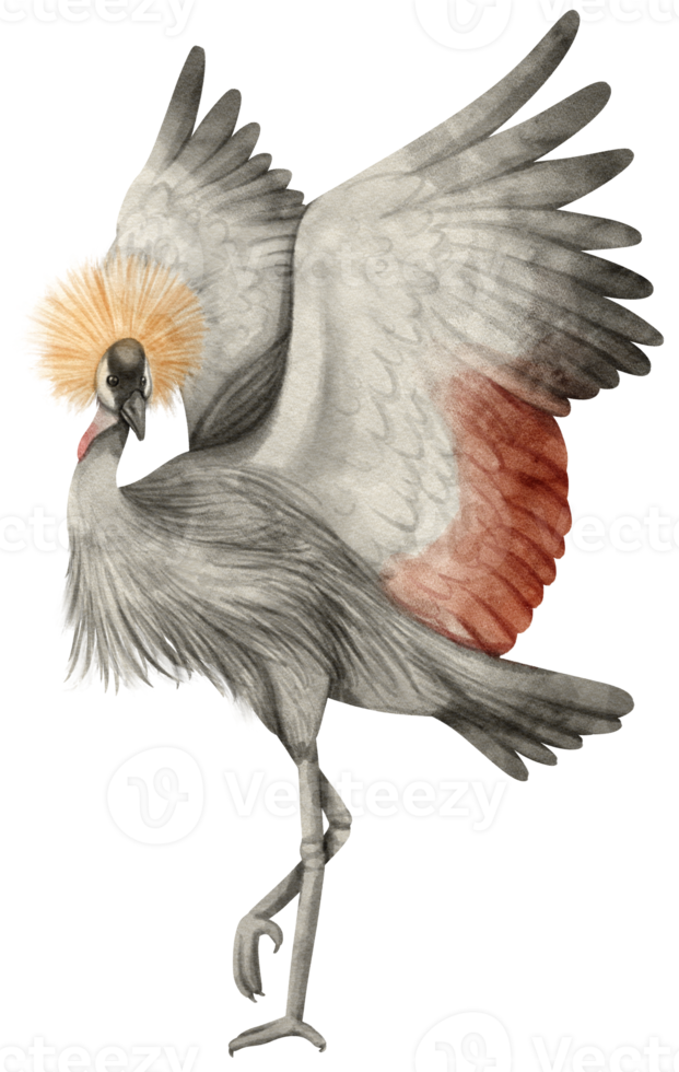 Watercolor grey crowned crane bird illustration png