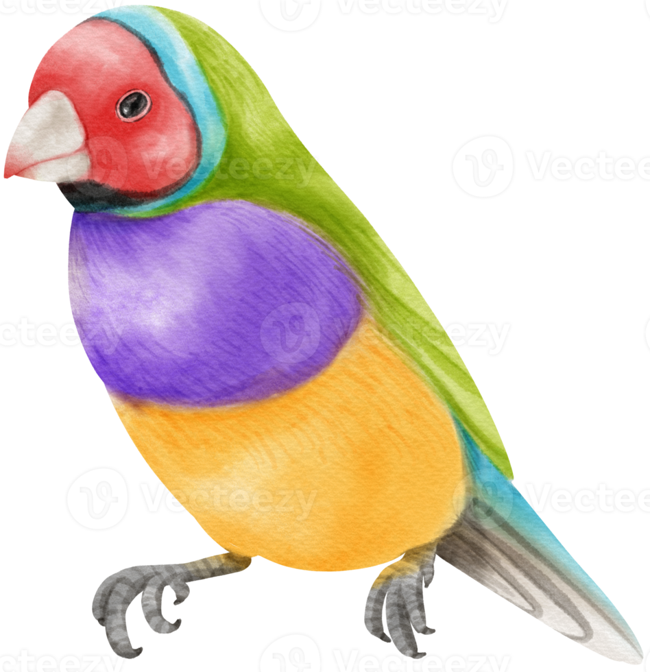 Watercolor gouldian finch bird illustration png