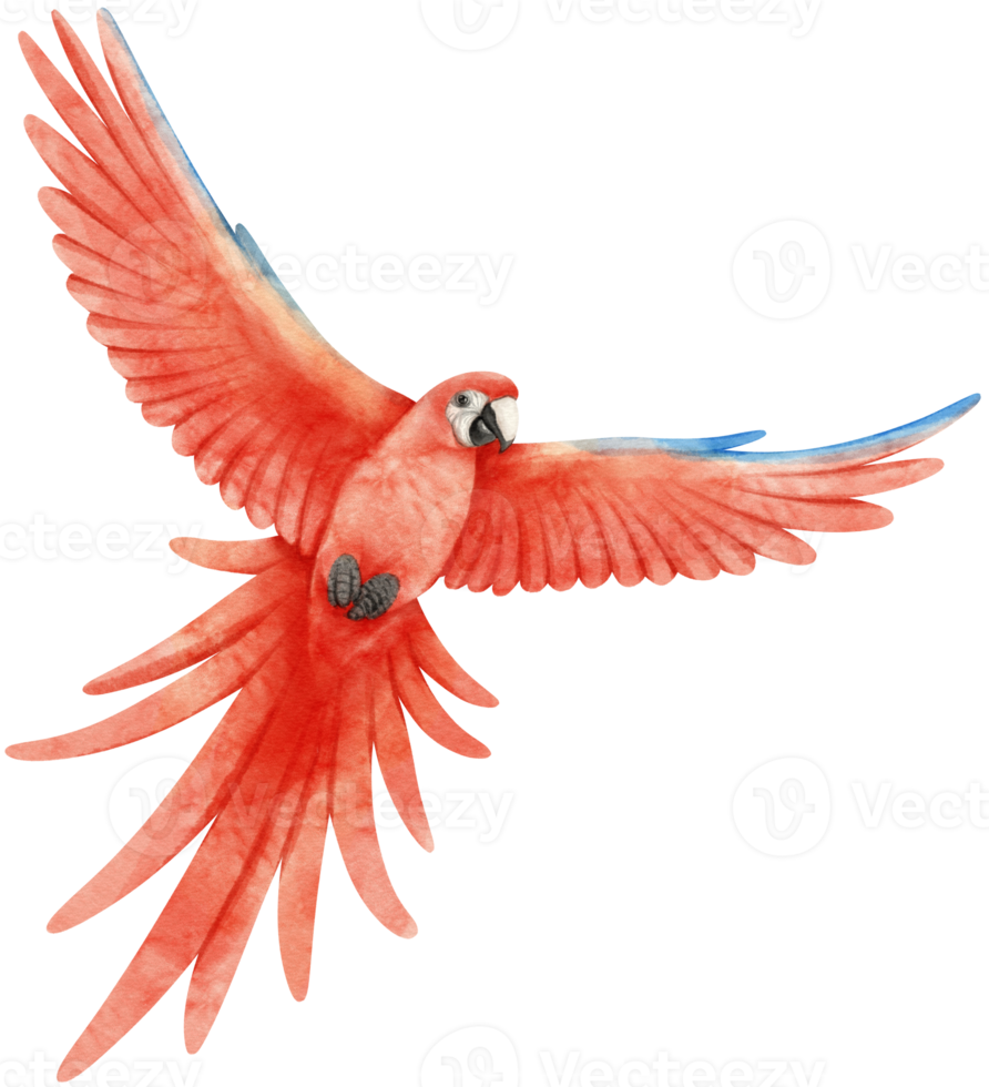 Watercolor of macaw parrot bird illustration png