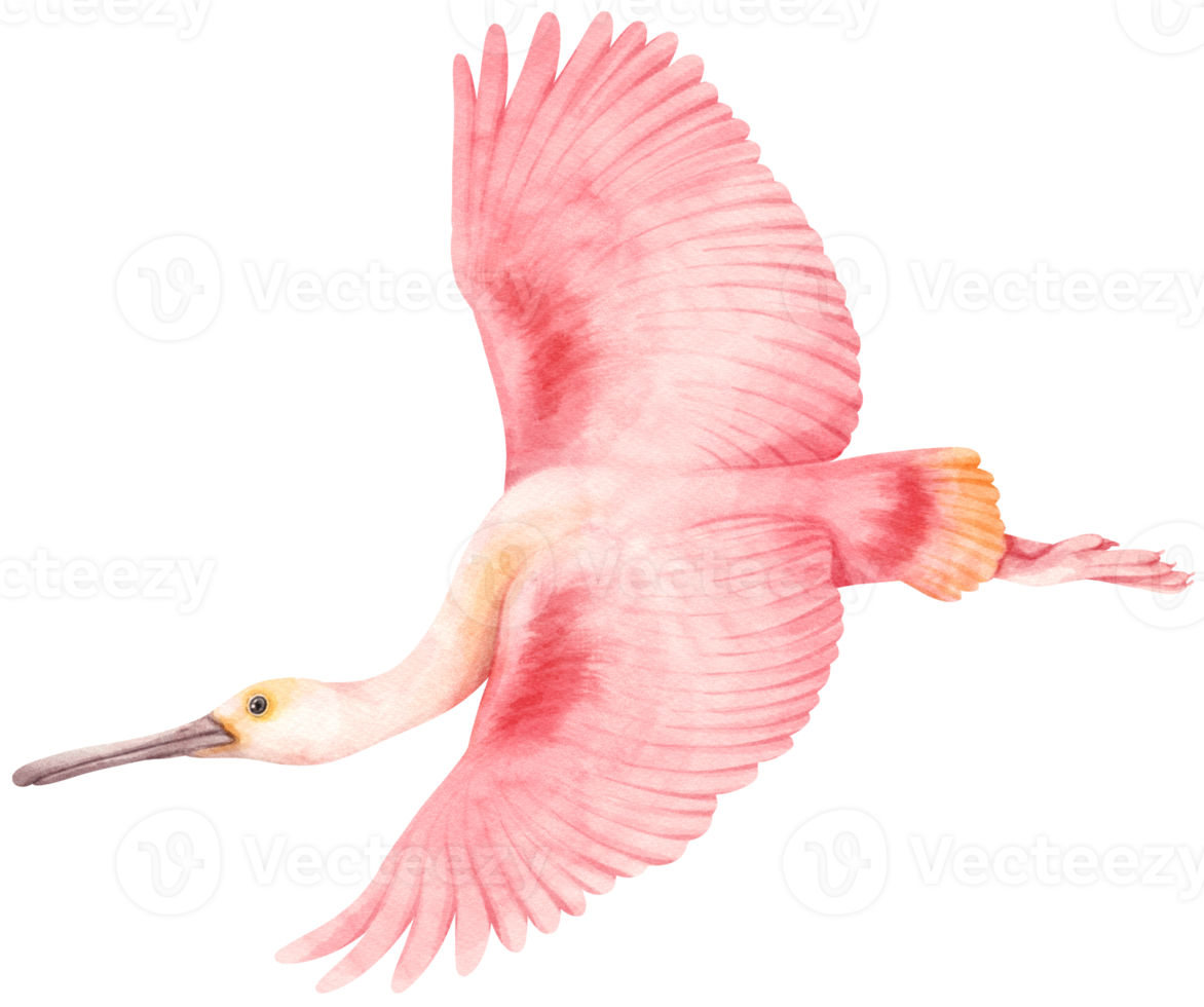 Watercolor roseate spoonbill bird illustration png