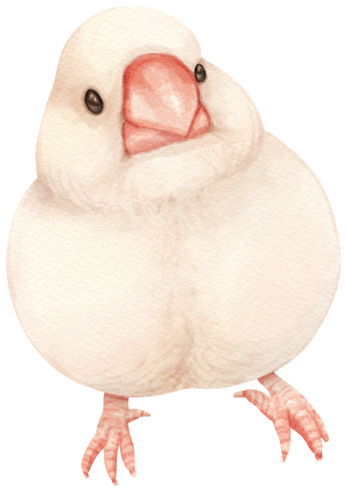 Watercolor finch bird illustration png