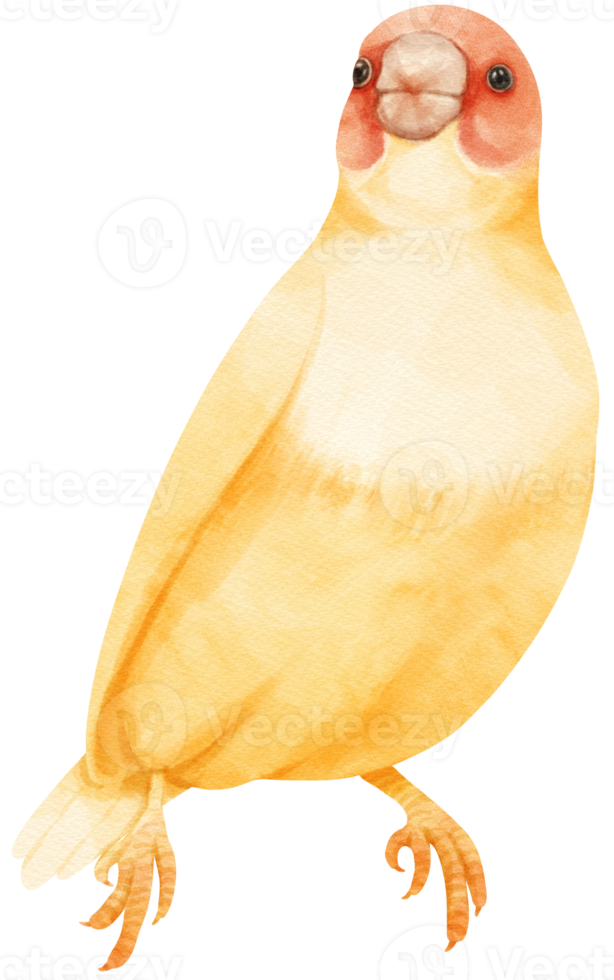 ilustração de pássaro de passarinho gould em aquarela png