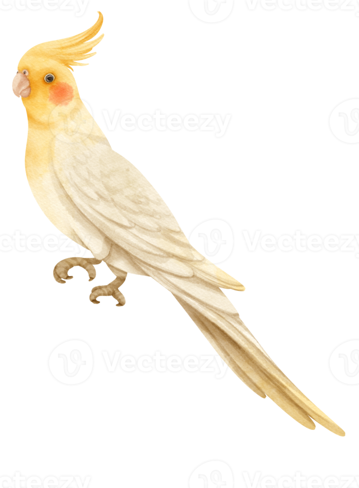 Watercolor cockatiel bird illustration png