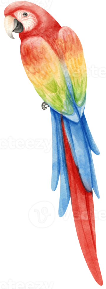 Watercolor of macaw parrot bird illustration png