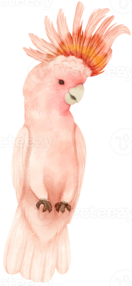 Watercolor pink cockatoo bird illustration png