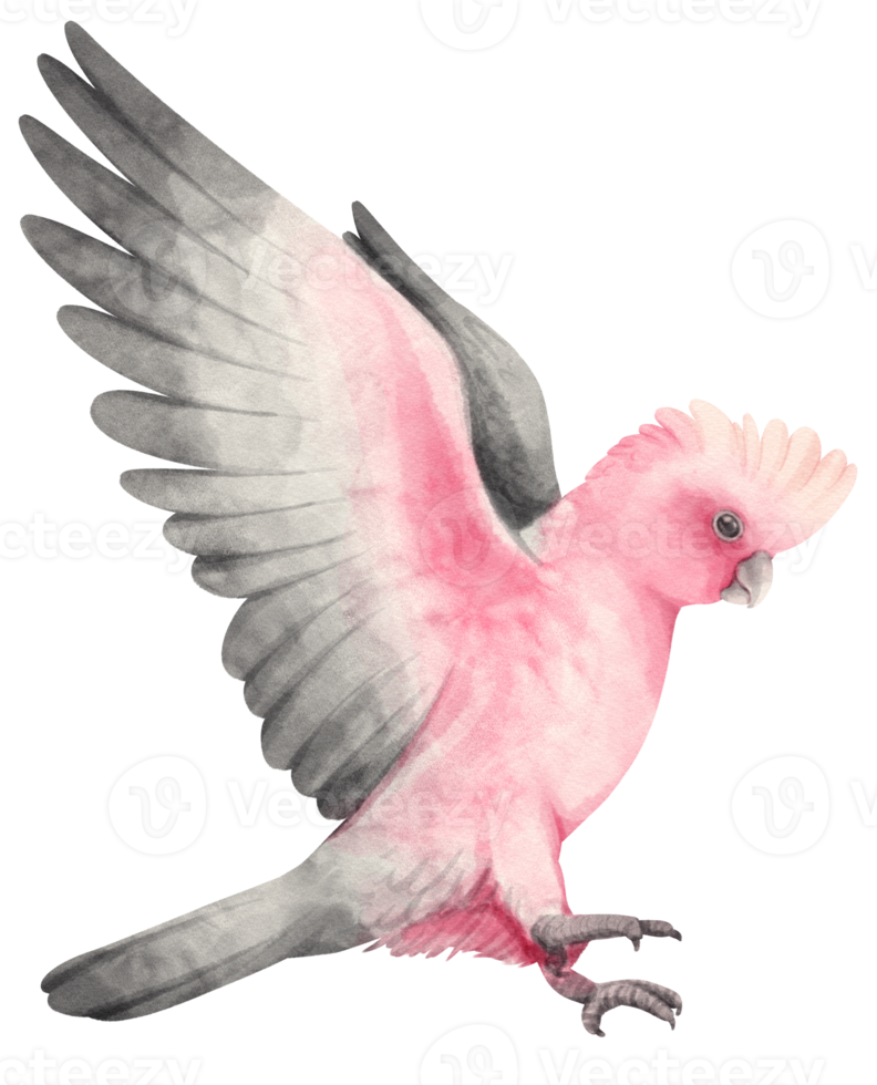 galah fågel rosa och grå kakadua akvarellmålad png