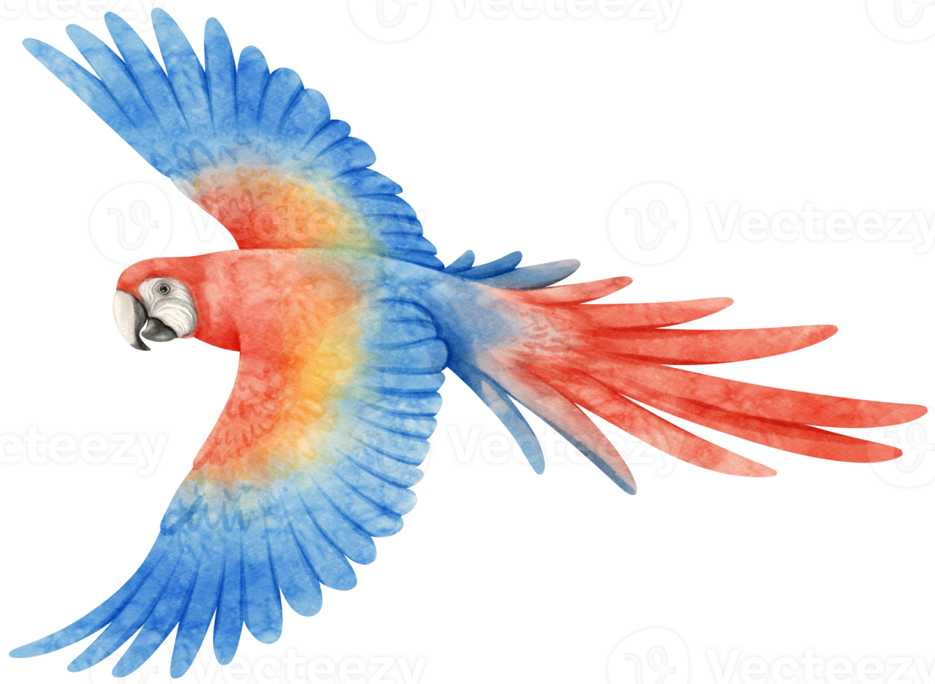 akvarell av ara papegoja fågel illustration png