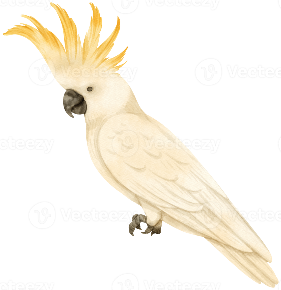 Watercolor sulphur-crested cockatoo bird illustration png