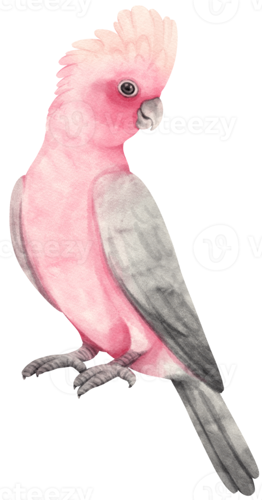 Galah bird pink and grey cockatoo Watercolor painted png