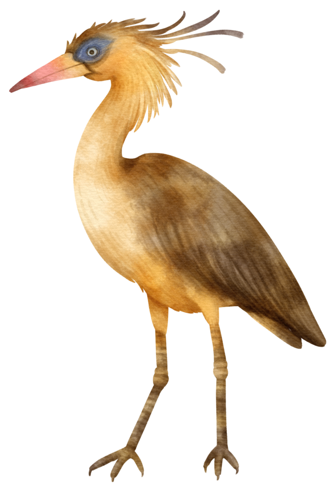 aquarell pfeifende reihervogelillustration png