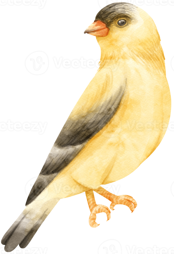 illustrazione dell'uccello del cardellino dell'acquerello png