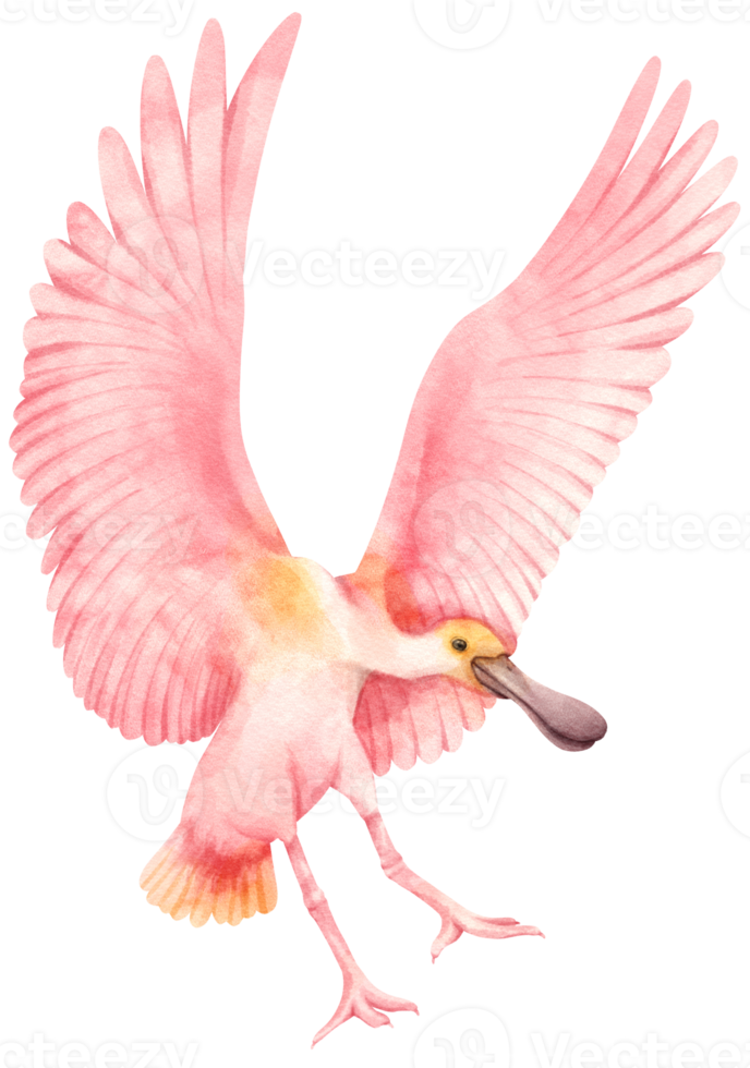 ilustración de pájaro espátula rosada acuarela png