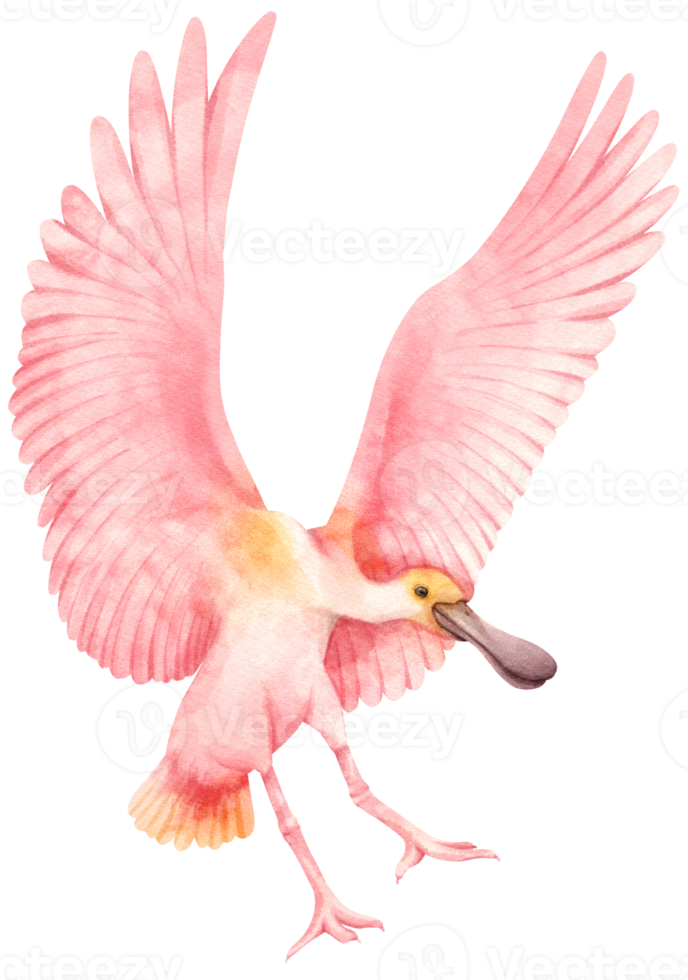 Watercolor roseate spoonbill bird illustration png