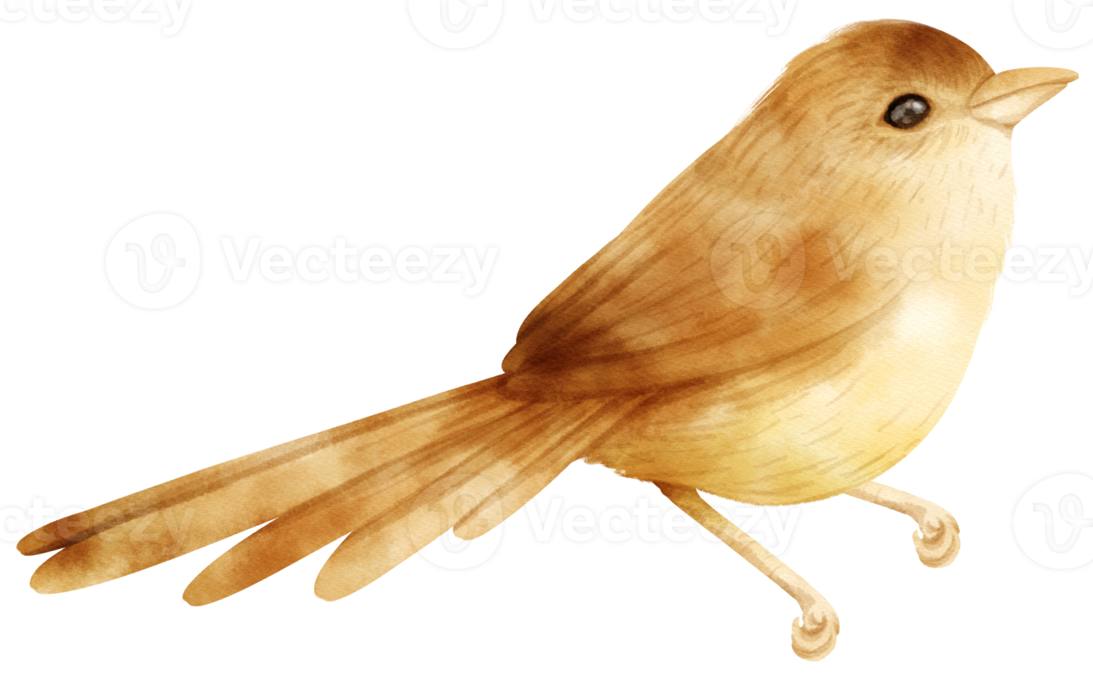 Watercolor bird illustration png