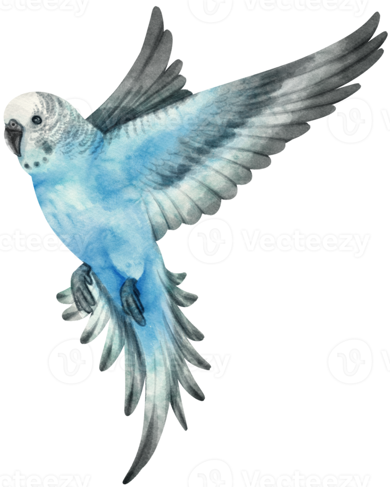 aquarell wellensittich sittich vogelillustration png