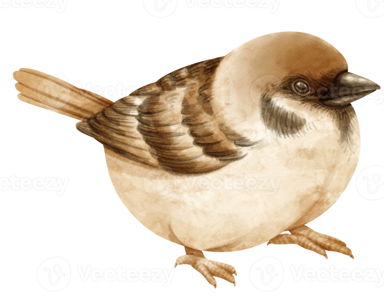 Watercolor sparrow bird illustration png