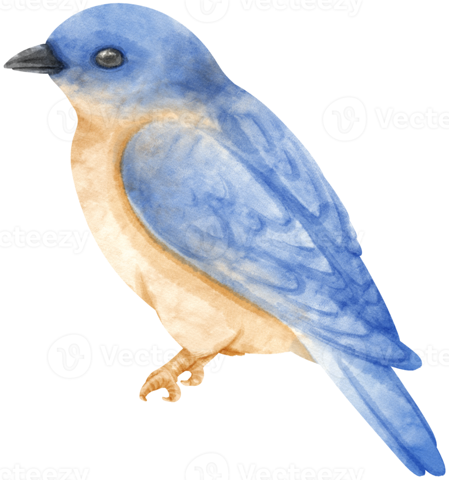 Watercolor blue bird illustration png