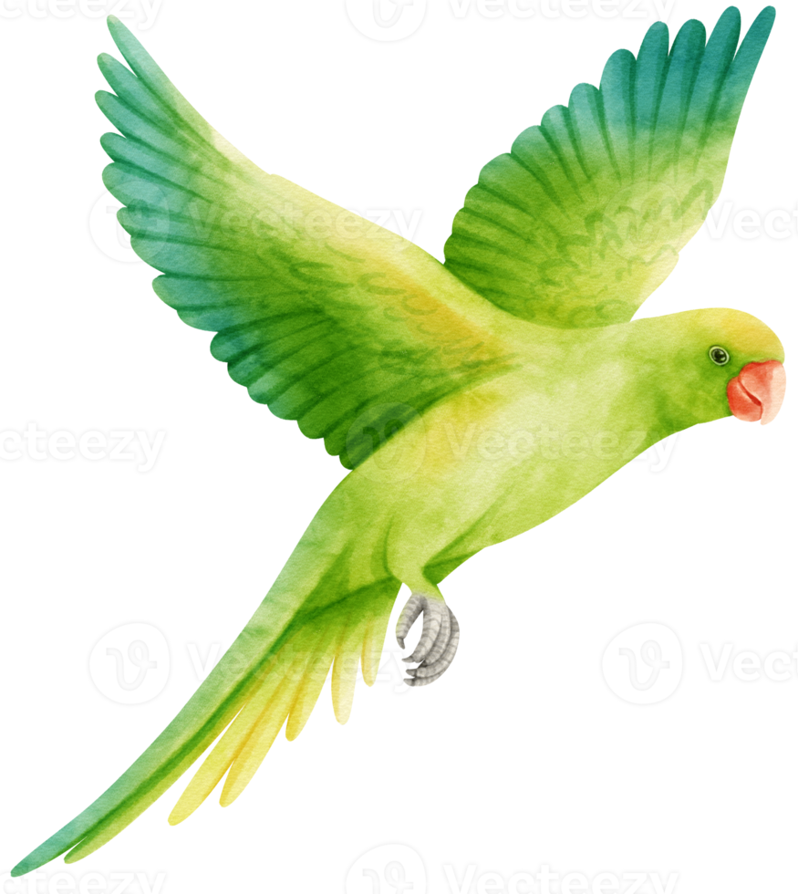 Watercolor parakeet parrot bird illustration png