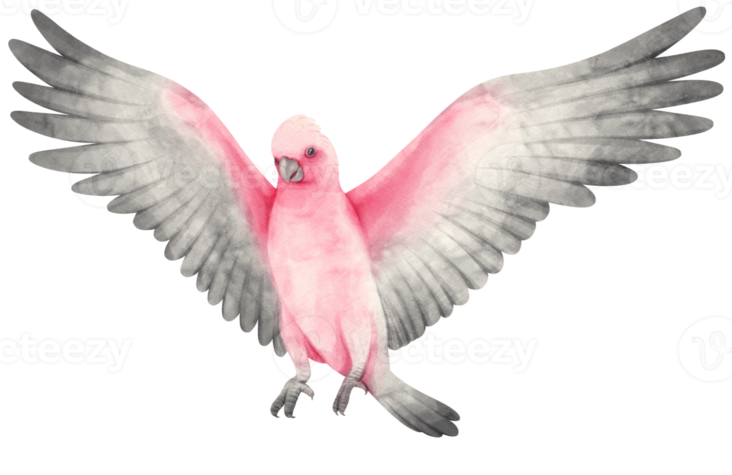 galah oiseau cacatoès rose et gris aquarelle peinte png