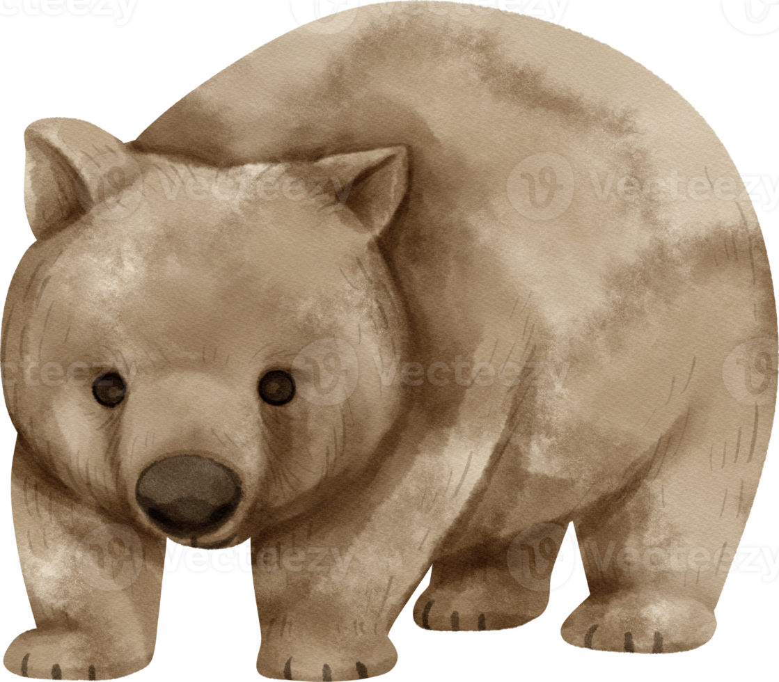 akvarell wombat illustration png