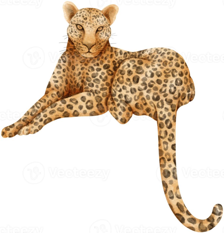 leopardo vida silvestre animales acuarela ilustración png