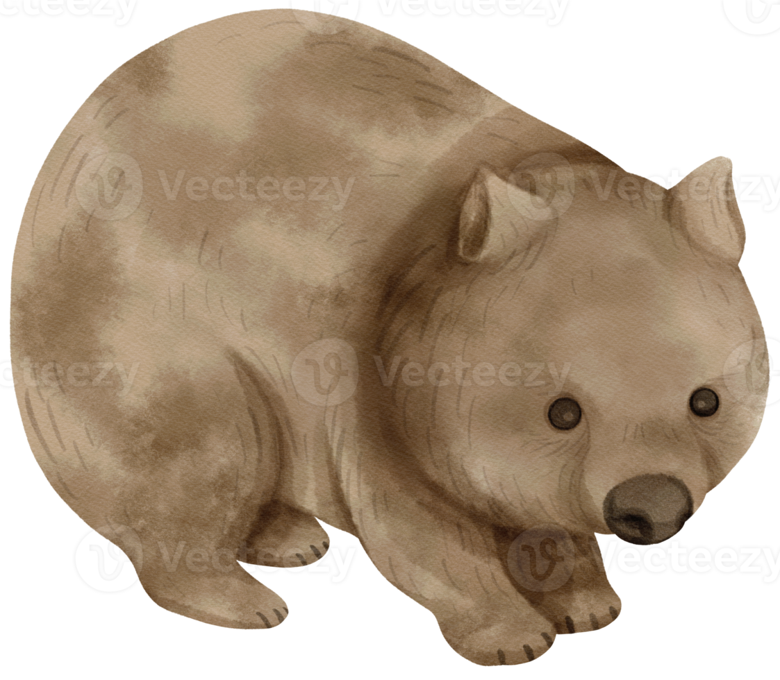 Watercolor Wombat illustration png