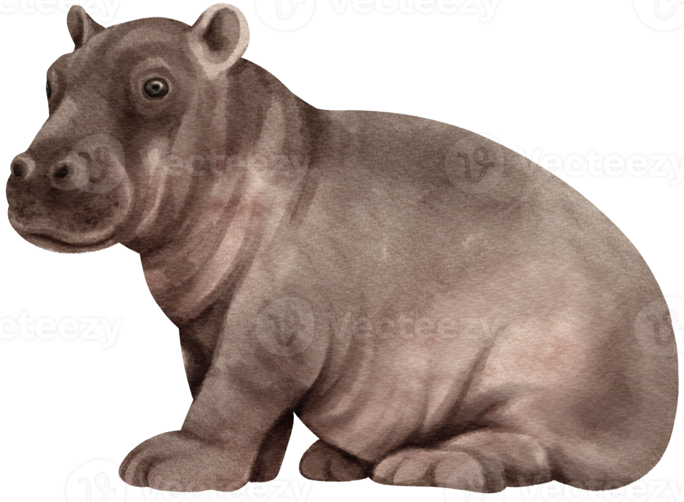 hippopotame faune animaux illustration aquarelle png