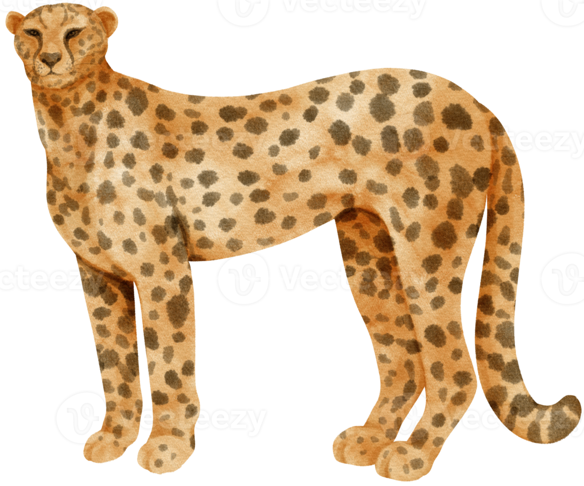 Cheetah savanna animals watercolor illustration png