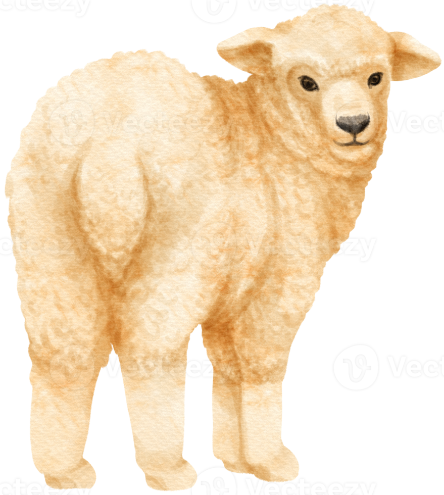 Sheep watercolor farm animals png