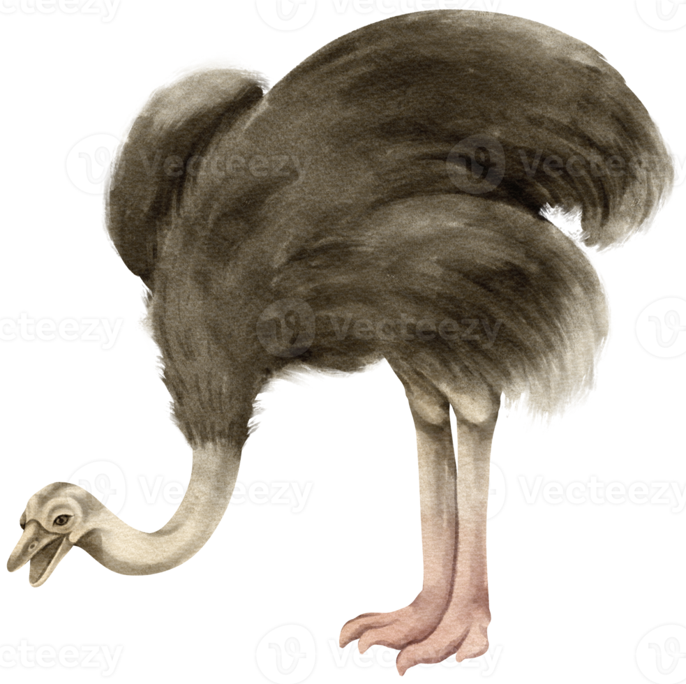 avestruz sabana animales acuarela ilustración png