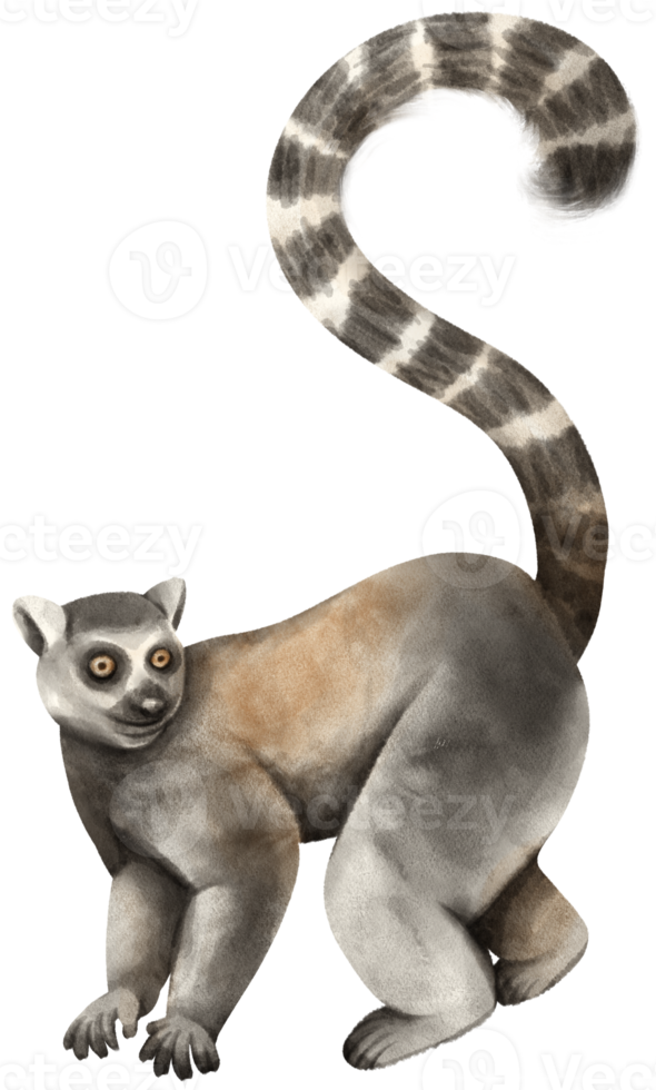 lemur vilda djur vattenfärg png