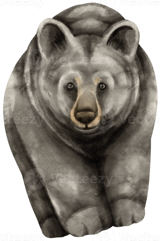 ilustração em aquarela de animais selvagens de urso negro png