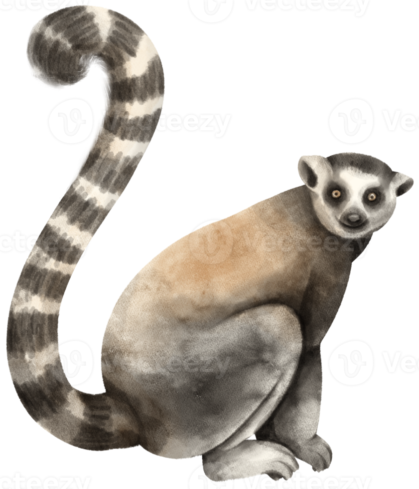 lemure fauna selvatica animale acquerello png