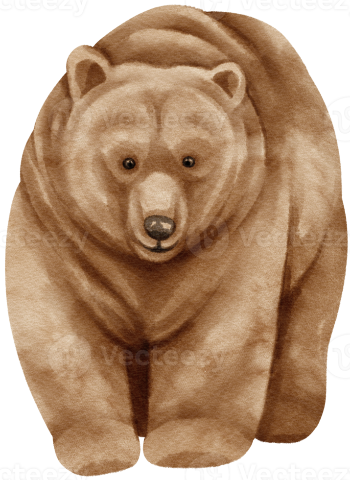 grizzly bear wildlife akvarell illustration png