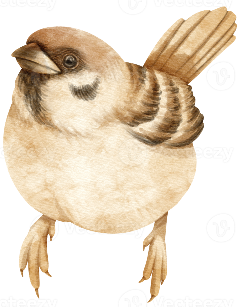 Watercolor sparrow bird illustration png
