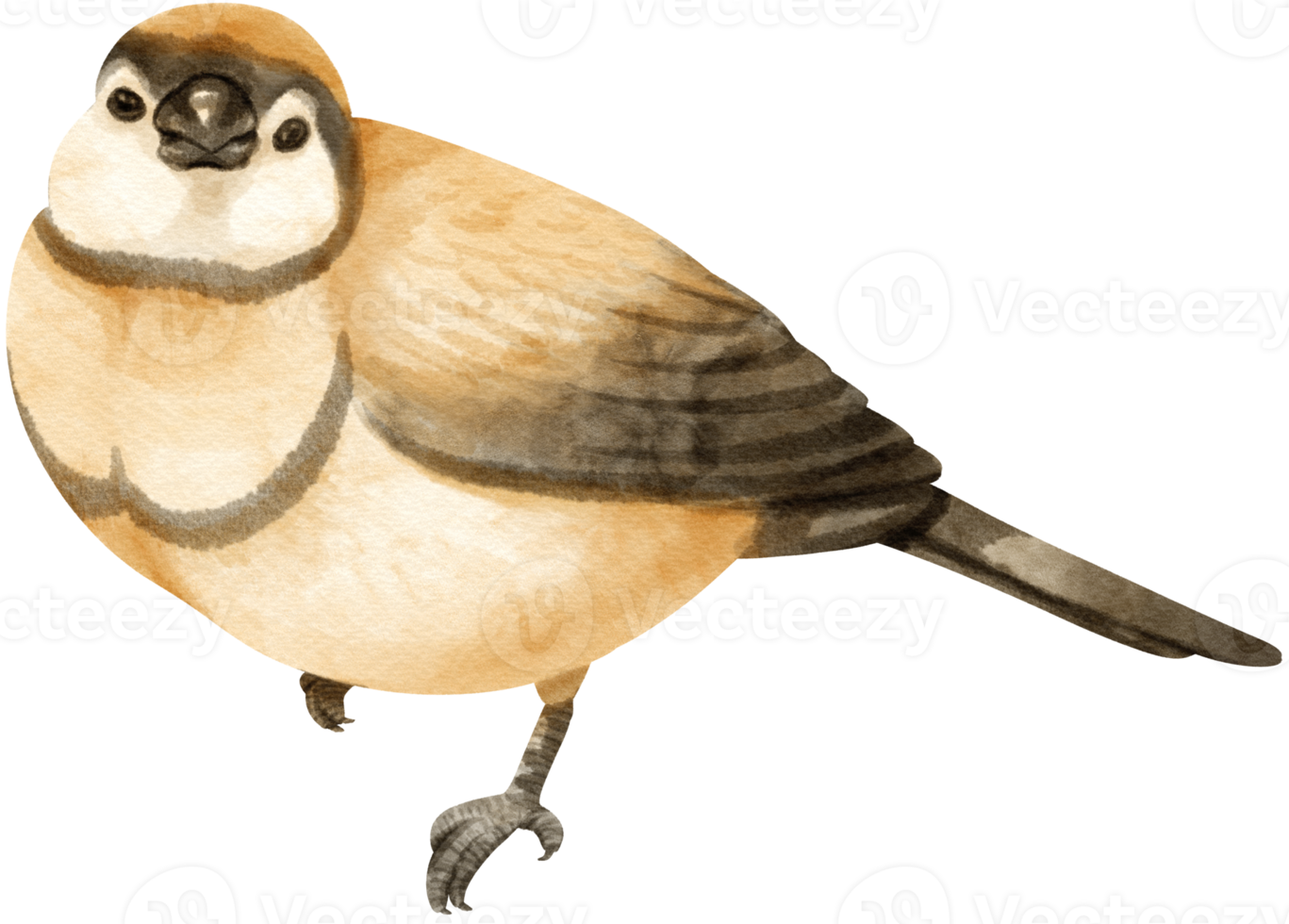 Watercolor finch bird illustration png