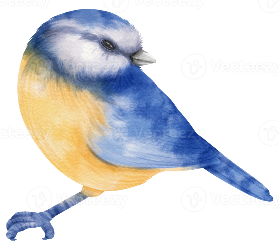 aquarell blaue vogelillustration png