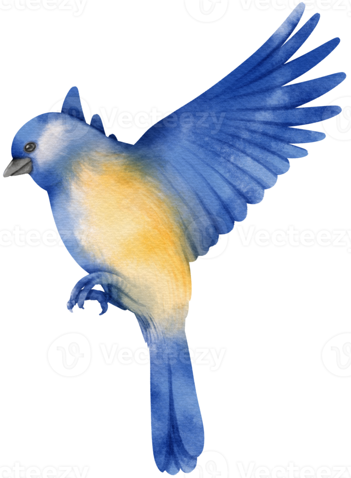 aquarell blaue vogelillustration png