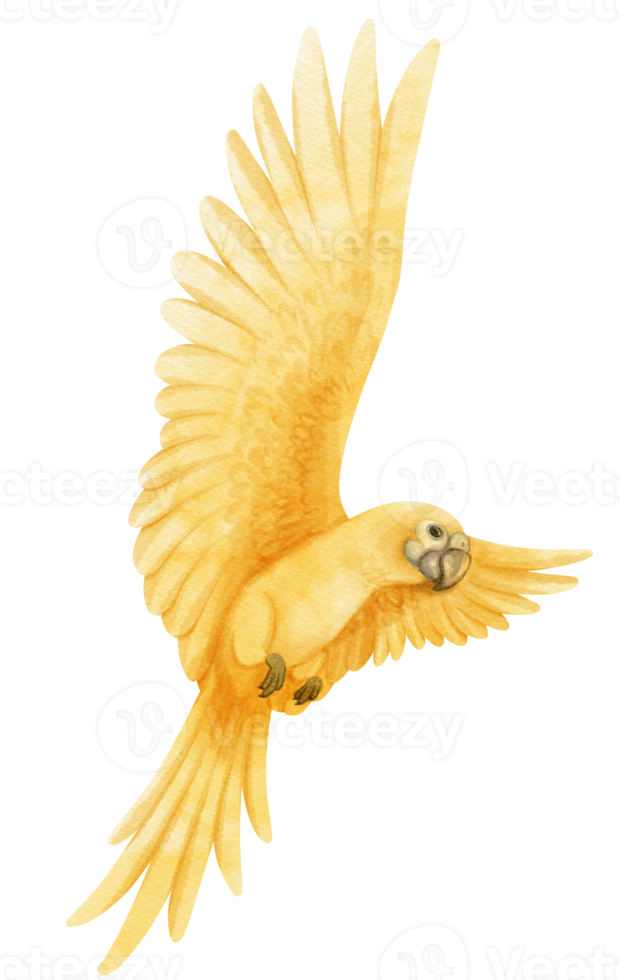 aquarel lutino papegaai vogel illustratie png