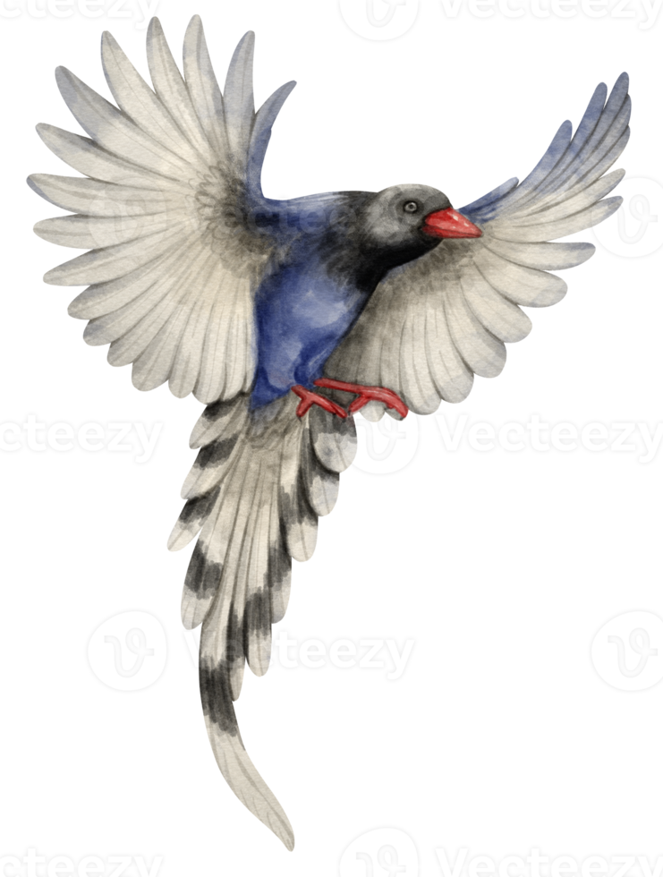 ilustración de pájaro de urraca azul de pico rojo acuarela png