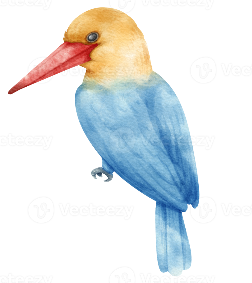 Watercolor stork billed kingfisher bird illustration png