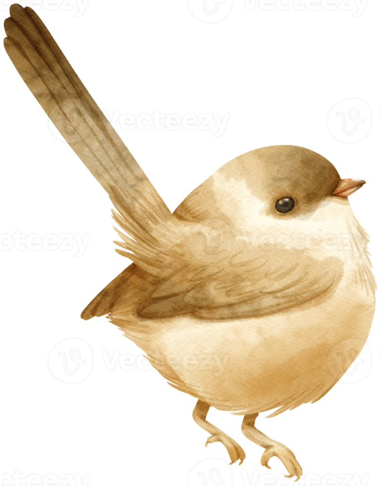 ilustración de pájaro wren acuarela png