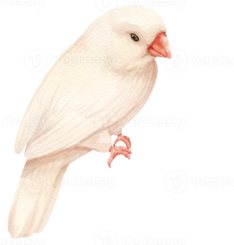 illustrazione dell'uccello del fringuello dell'acquerello png