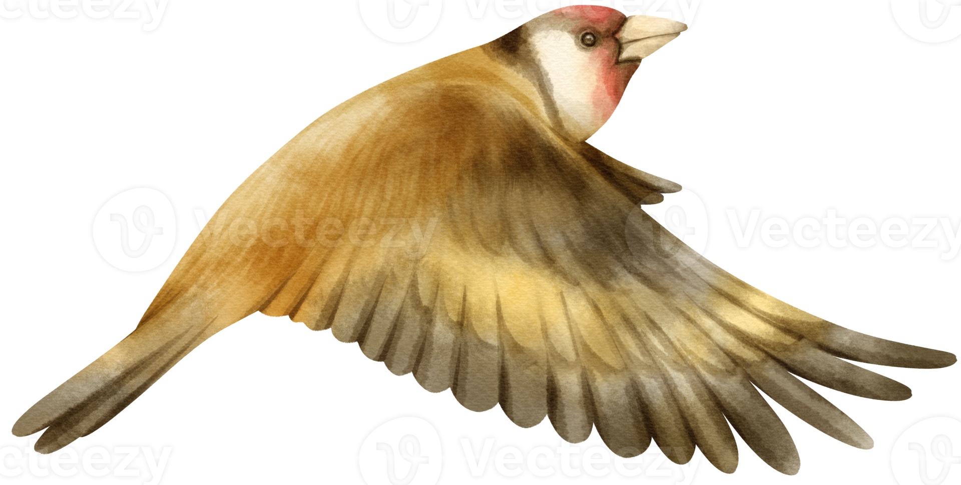 aquarel distelvink vogel illustratie png