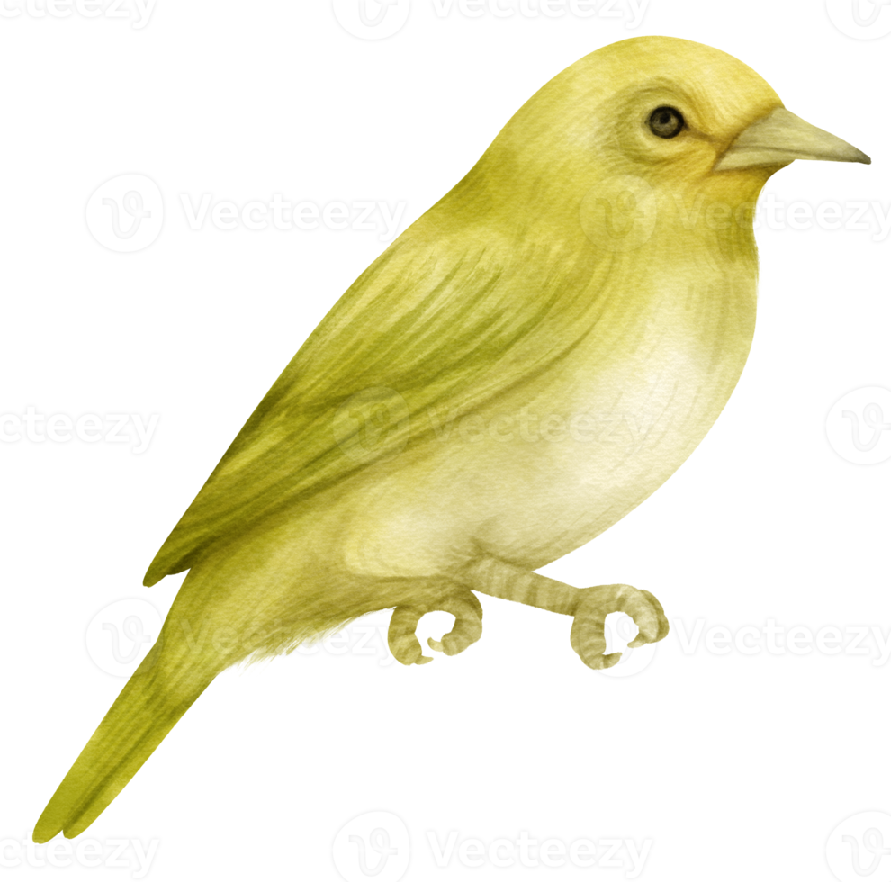 aquarel vogel illustratie png