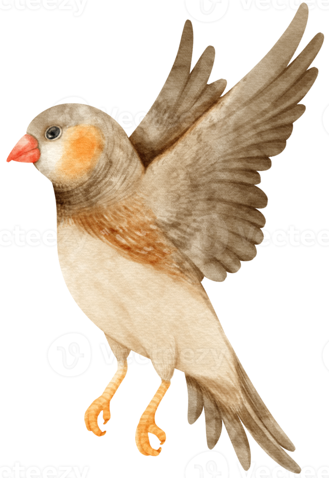 Watercolor zebra finches bird illustration png