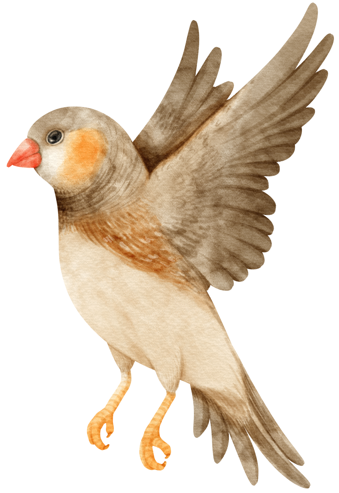 Watercolor zebra finches bird illustration 9373322 PNG